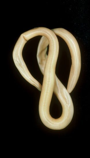Parasitología